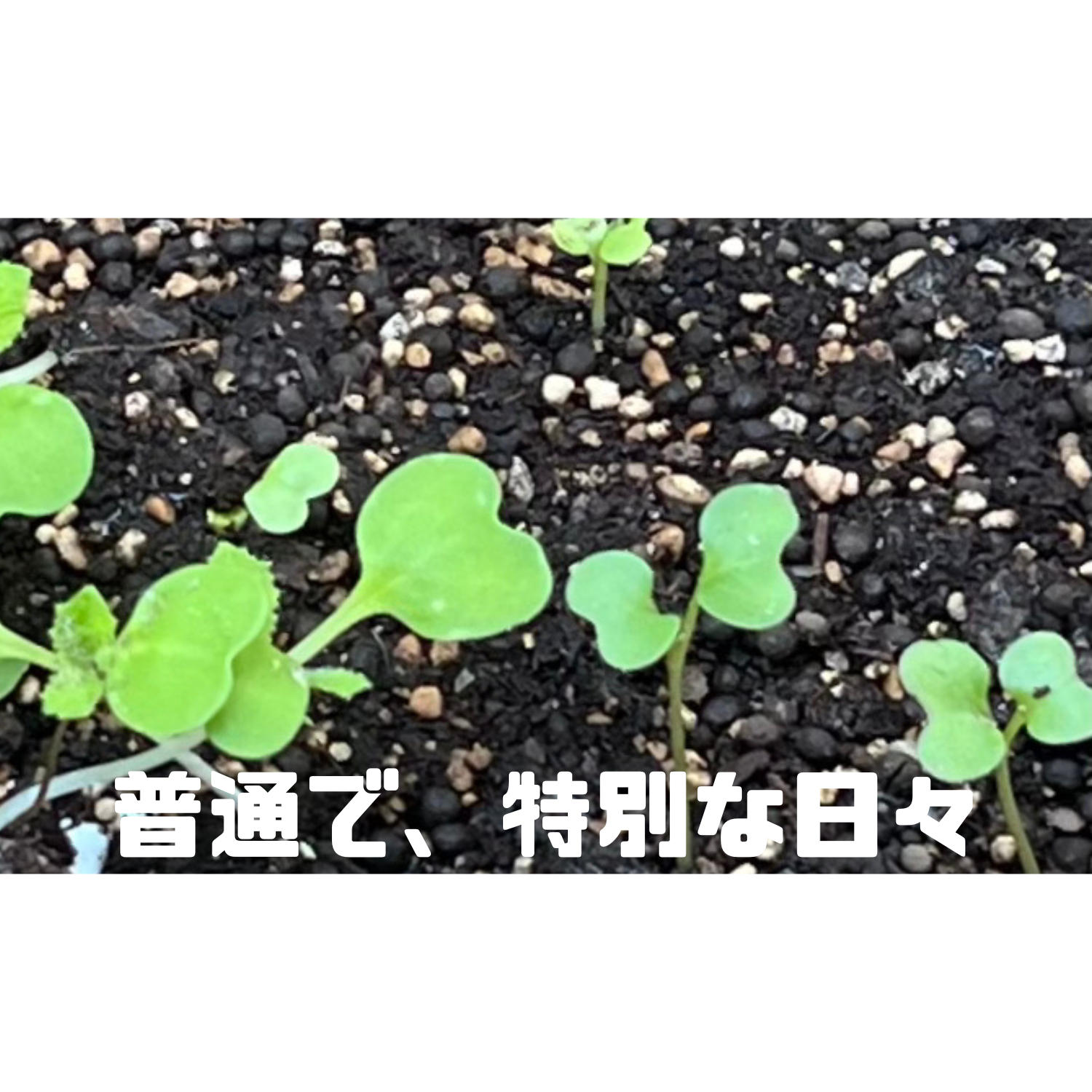 ブログを見る